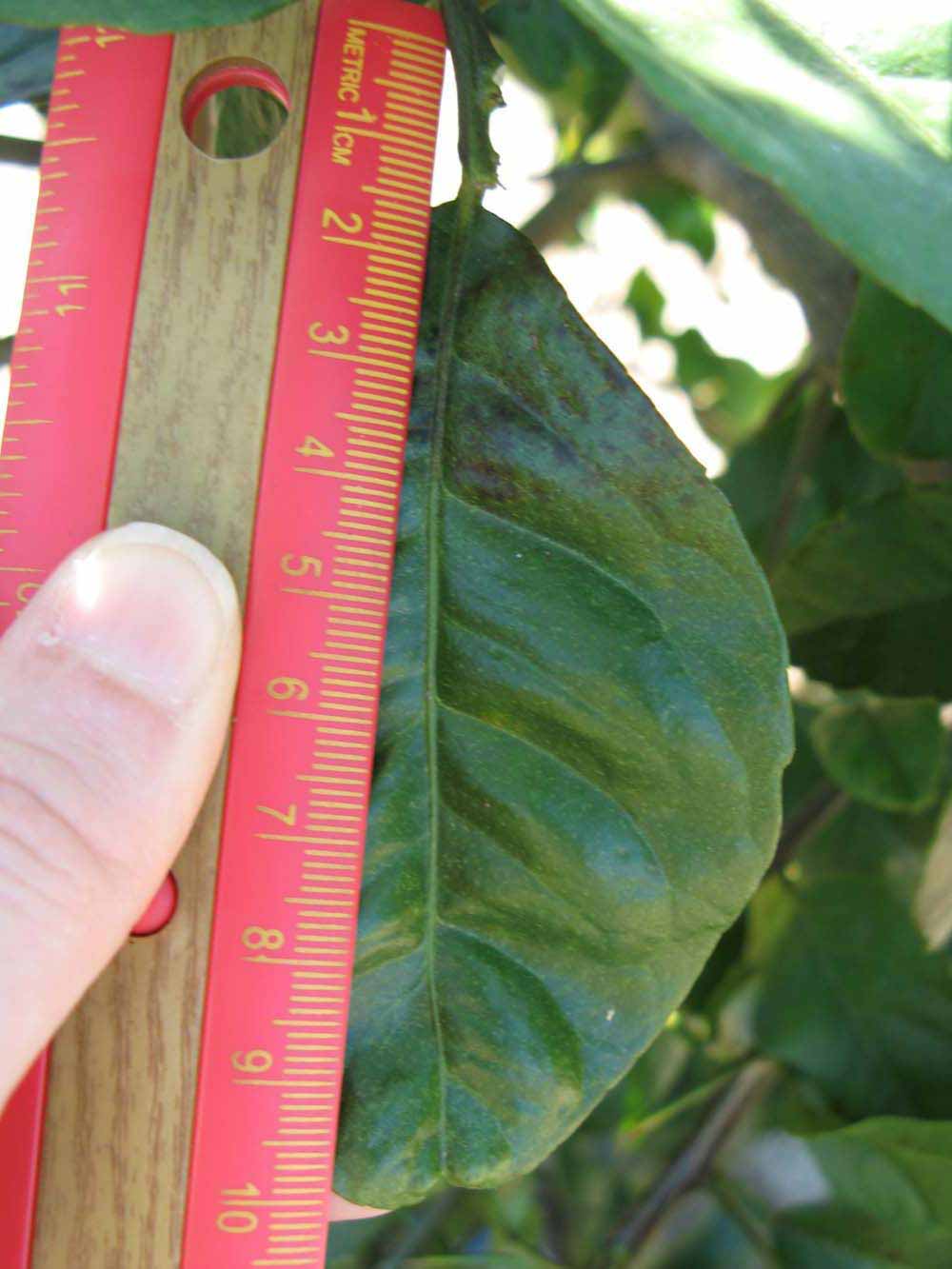              Unifoliolate leaf (Winter Haven, FL)       